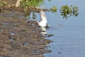 Dove Bird in pond
