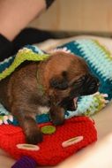 hungry puppy on the bedspread