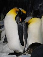 King Penguins flock