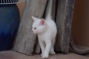 curious white kitten