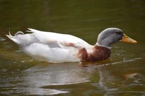 Duck Swimming