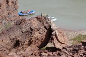 lizard on a rock above the sea