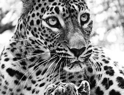 black and white photo of a jaguar