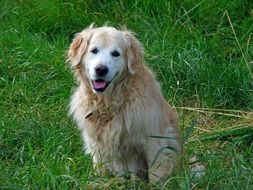 golden retriever on a green meadow