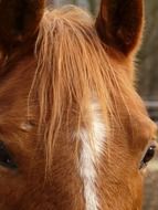 mane on the forehead of a horse