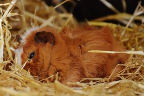 sweet red guinea pig, wildpark poing