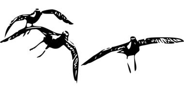 black and white drawing of flying birds