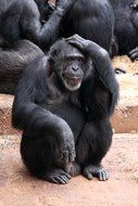 clever black chimpanzees