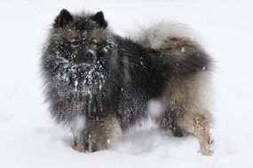 Keeshond Dog playing in Snow