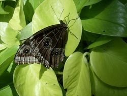 amazing black butterfly on the leaf