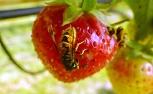 wasp on ripe strawberries closeup