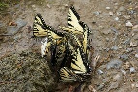 Insects Butterflies