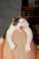 spotted cat yawns