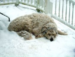 Dog Snow