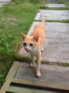 red Cat walking by wooden path at grass