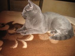 Beautiful and cute Russian grey cat