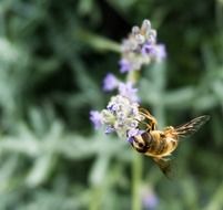 hoverfly on the wild flower