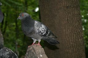 cute and beautiful Dove Bird