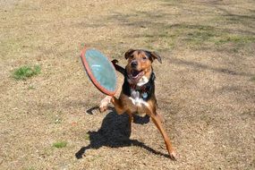 Dog play Frisbee