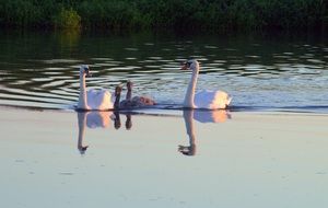 couple of swans with cygnets