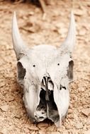 animal skull bone on earth