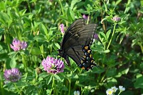 Swallowtail butterfly on the purple flower