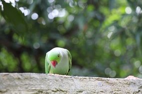 wild green parrot in the tropics