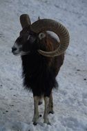 wild male mouflon in wintertime