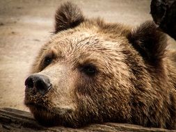 Sadly brown bear is predator