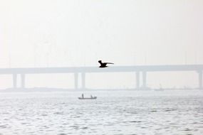 seagull soaring over the river on the background of the bridge