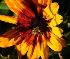 closeup picture of bee on a summer yellow-red flower