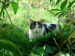 Domestic white Cat in Grass