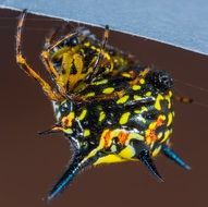 colorful spider on brown surface close-up