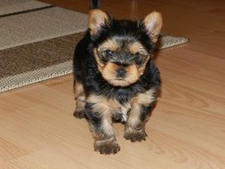 little yorkshire terrier puppy