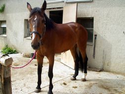 Horse near the house