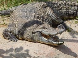 crocodile in the sand
