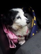 beautiful Chucho dog