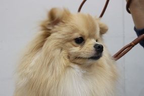 Puppy breed Pomeranian Spit