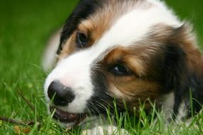 portrait of a cute puppy on the meadow