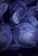mystical jellyfishes in aquarium