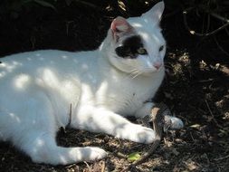 Portrait of stunningly beautiful White cat and lizard