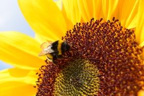 bee pollinates a flower sunflower close-up on blurred background