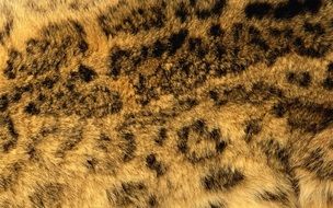 tiger fur close-up