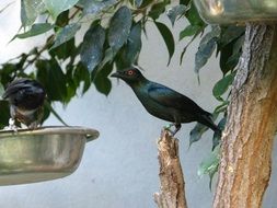 Bird Black in Zoo