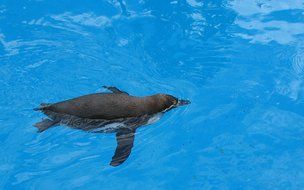 Penguin is swimming in the pond