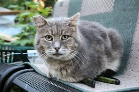 Cat on the chair