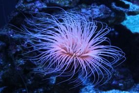 pink coral in the underwater kingdom