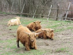 mountain woolly cattle on a farm