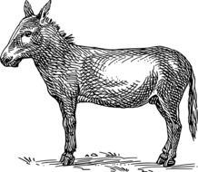 drawing of donkey on the grass