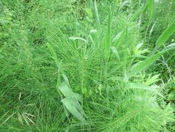 horsetail in the meadow
